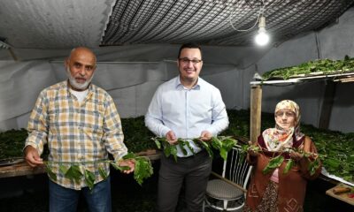 1 kutu ipekböceği ile 40 günde 4 bin TL gelir