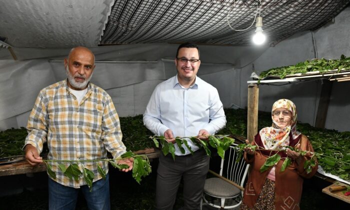 1 kutu ipekböceği ile 40 günde 4 bin TL gelir