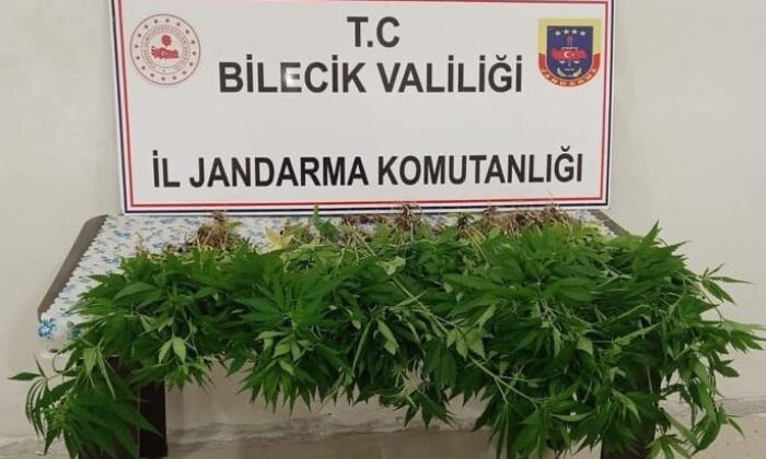 130 kök kenevir bitkisi ele geçirildi