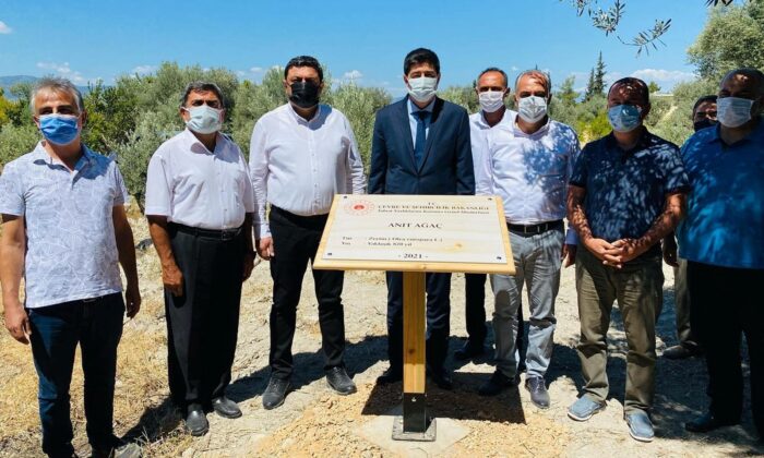 1300 yıllık anıt ağacına sahip Mut’a 3 anıt ağaç daha tescillendi