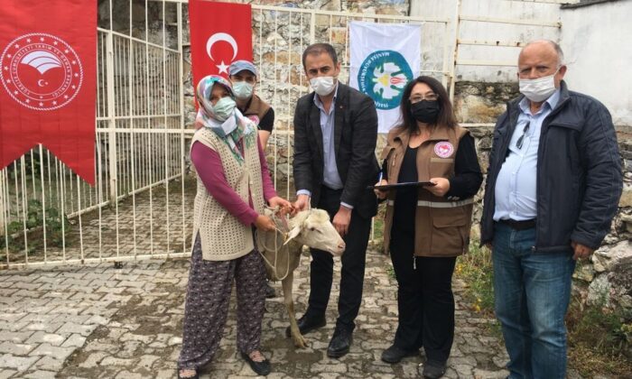 140 damızlık koç üreticilere teslim edildi