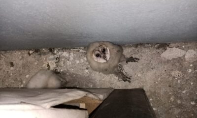 15 gündür merak ediyorlardı, gerçeği çatıya çıkınca öğrendiler