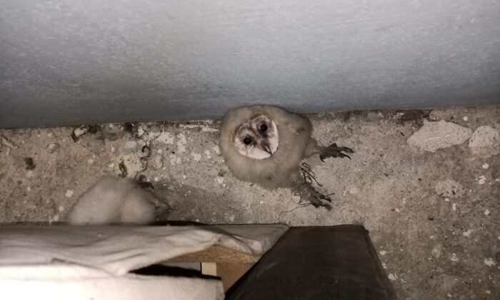 15 gündür merak ediyorlardı, gerçeği çatıya çıkınca öğrendiler