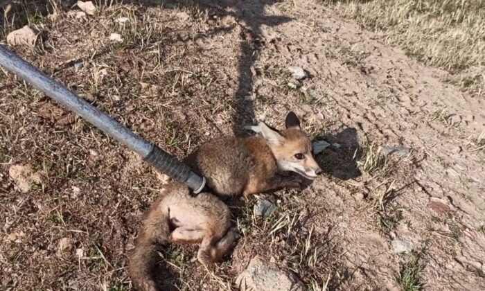 15 metrelik kuyuya düşen yavru tilki bakın nasıl kurtarıldı