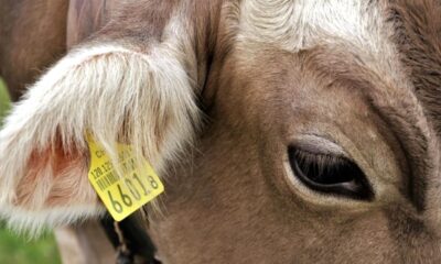 1630 hayvana küpe takıldı