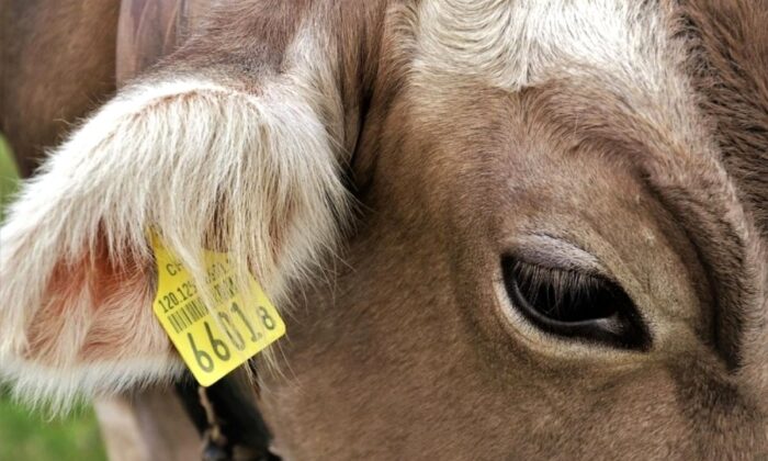 1630 hayvana küpe takıldı