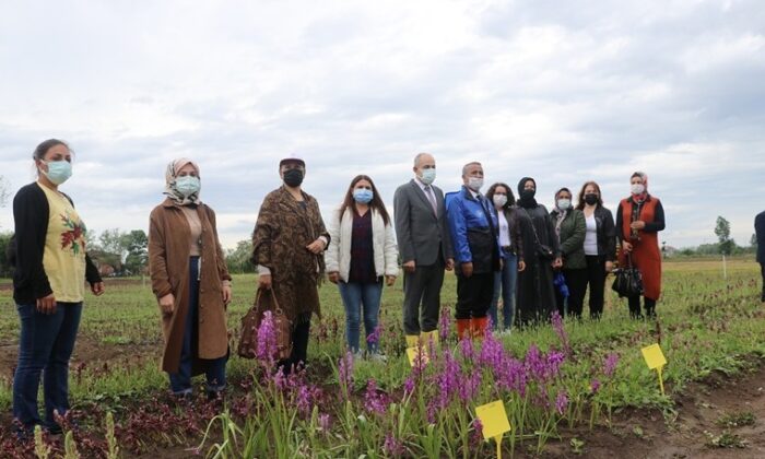 19 Mayıs’ta salep yumru tohumu dağıtıldı