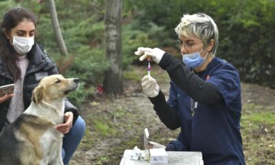 2 bin 131 köpeklere kuduz aşısı uygulandı