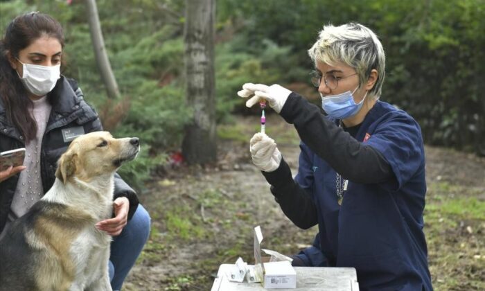 2 bin 131 köpeklere kuduz aşısı uygulandı