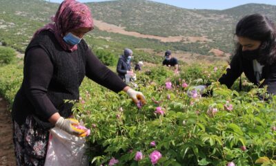 2 bin 637 metrelik Davraz Dağı eteklerinde gül hasadı