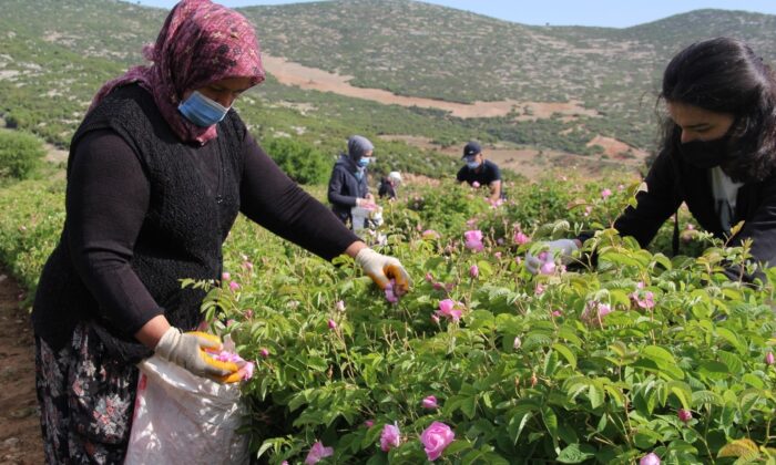 2 bin 637 metrelik Davraz Dağı eteklerinde gül hasadı