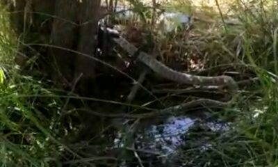 2 metrelik siyah yılanın, kendi boyundaki gri benekli yılanı yemesi saniye saniye telefona yansıdı