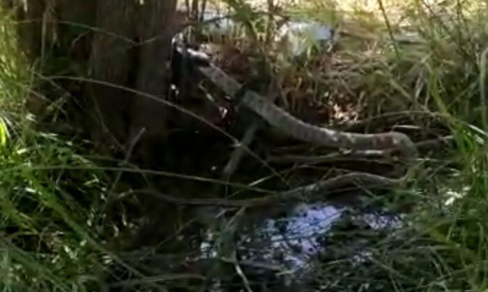 2 metrelik siyah yılanın, kendi boyundaki gri benekli yılanı yemesi saniye saniye telefona yansıdı