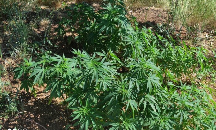 206 kök kenevir bitkisi ele geçirildi