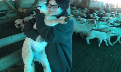 3 bin 679 hayvana küpe takıldı