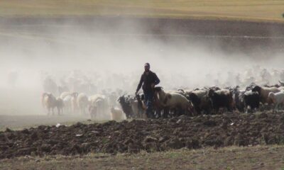 30 koyunla başladı, devlet desteğiyle çiftlik kurdu