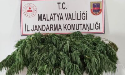 400 kök Hint keneviri ele geçirildi