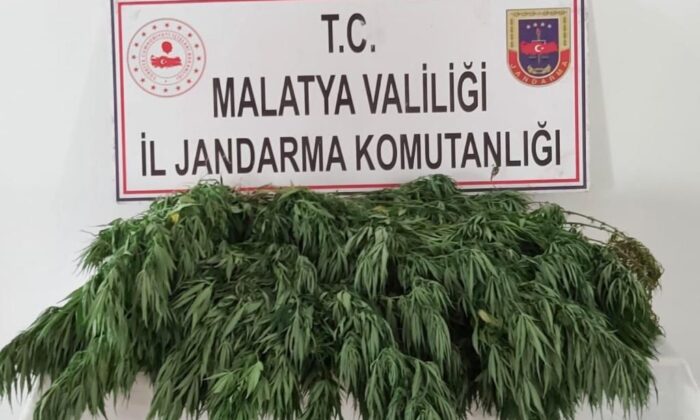 400 kök Hint keneviri ele geçirildi