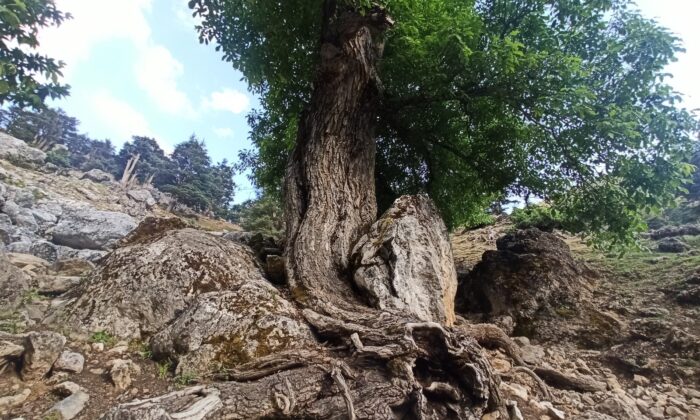 400 yıllık ceviz ağacı yıllara meydan okuyor