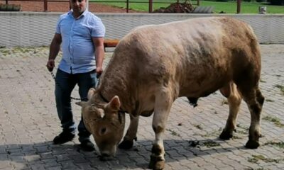 5 kişinin zor zapt ettiği kurbanlık araba fiyatına satışa sunuldu