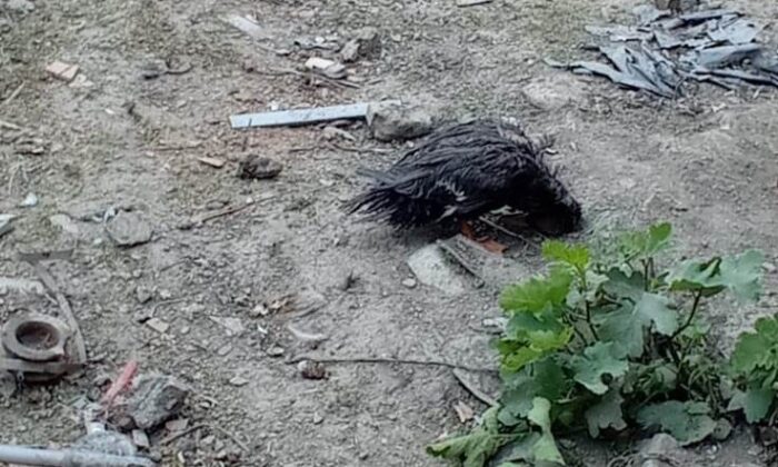 50 hayvanı telef eden köpeklere böyle isyan etti