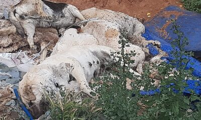 6 köpek ve 6 kedi zehirli tavuk yedirilerek öldürüldü