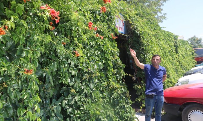 6 yıl önce diktiği sarmaşık iş yerini kapladı