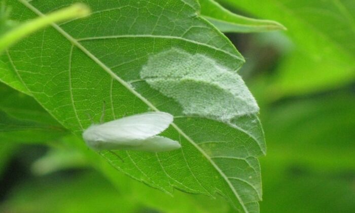 628 farklı bitki türüne zarar veriyor