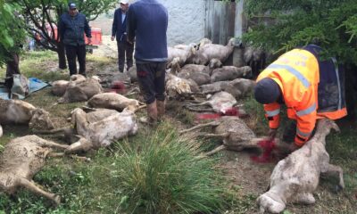 70’i aşkın koyunu telef olan Yılmaz: “Canımızı çok yaktı, dün akşamdan beri yemek yemiyorum”