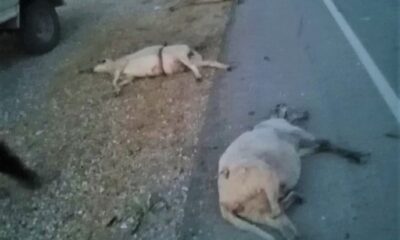 9 koyunu telef etti, kaçarken plakayı bıraktı