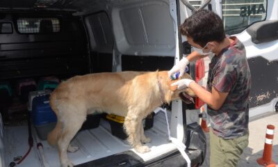 903 can dostu  Haybulans ile sağlığına kavuşturuldu