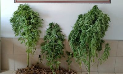 ABD vatandaşının evinden uyuşturucu ve tarihi eser çıktı