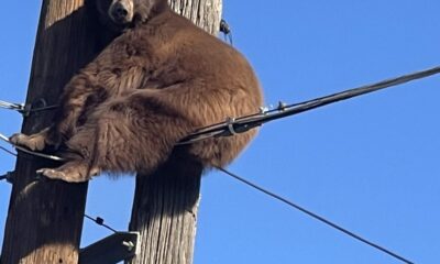ABD’de elektrik direğinin tepesinde mahsur kalan ayı kurtarıldı