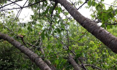 Aç kalan ayılar, kiraz ağaçlarına dadanınca çiftçiler zarar etti