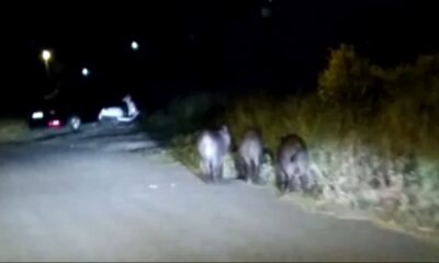 Aç kalan domuzlar mahalleye indi