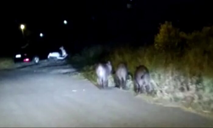 Aç kalan domuzlar mahalleye indi