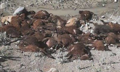 Aç kalan köpekler koyunları yedi