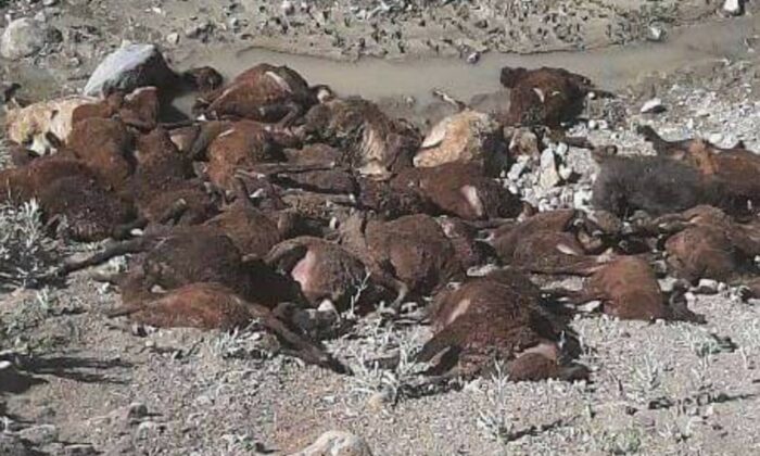 Aç kalan köpekler koyunları yedi