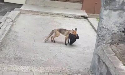 Aç kalan tilki şehre indi, avladığı tavuğu kaçırırken böyle görüntülendi