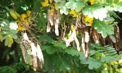 Açlık otu tüketenler dikkat