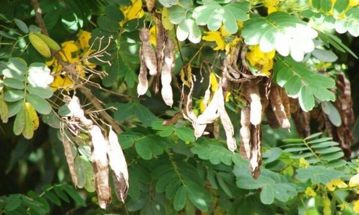 Açlık otu tüketenler dikkat