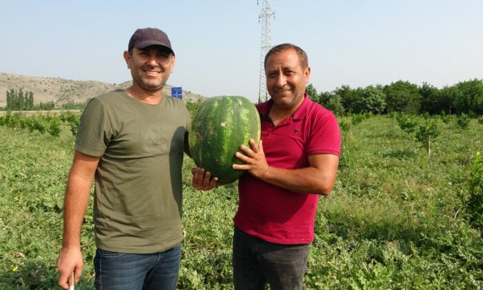 Adana karpuzu tarlada 35 kuruşa düştü
