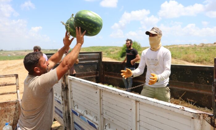 “Adana karpuzu” tarlada 50 kuruşa düştü