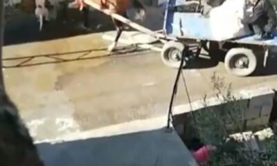 Adana’da pitbull dehşeti