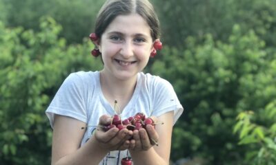 Adına festivaller düzenlenen Saimbeyli kirazında hasat başladı