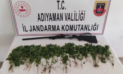 Adıyaman’da 326 kök Hint keneviri ele geçirildi