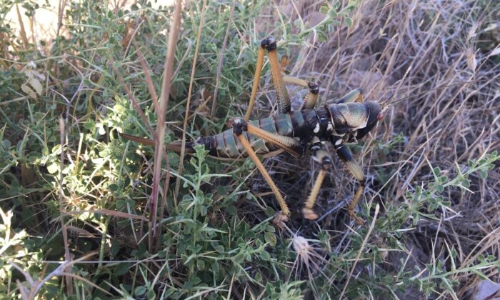 Adıyaman’da etçil çekirge görüldü