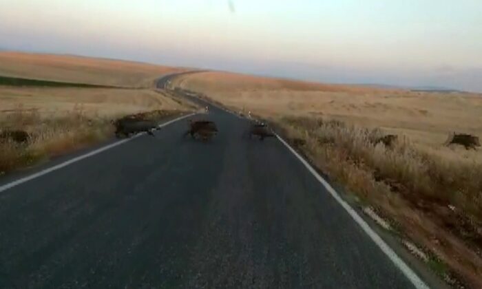 Adıyaman’da onlarca yaban domuzu görüntülendi