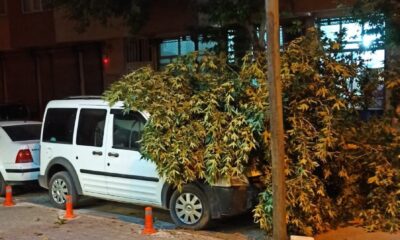 Ağaç dalı park halinki aracın üzerine düştü