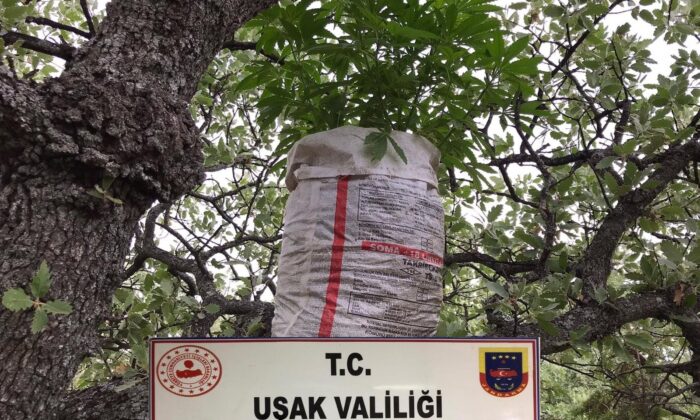 Ağaç dalları üzerinde uyuşturucu yetiştiren şahıs yakalandı